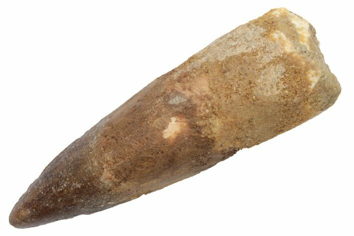 Fossil Spinosaurus Tooth - Real Dinosaur Tooth #225522